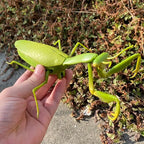 RC Animal Robot Antistress Insect Toys