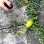 RC Animal Robot Antistress Insect Toys